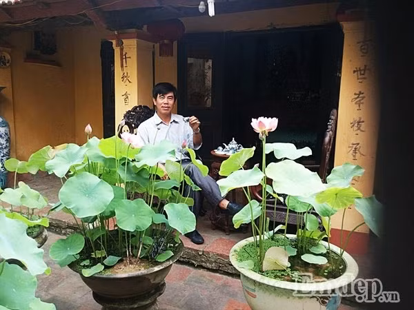 Chủ nhân của những chậu sen đang thưởng trà ngắm thành quả của mình.