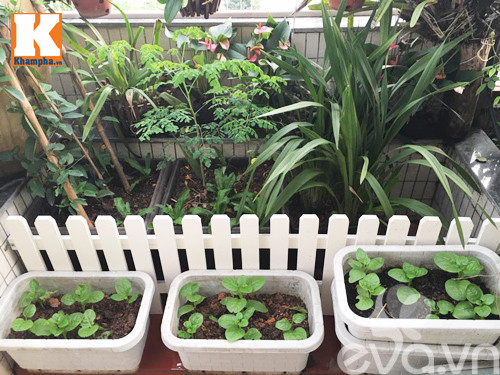 Không chỉ trồng hoa, chị tận dụng tất cả những diện tích trống còn lại để trồng thêm rau sạch. Khu vườn có cả bí, bầu, ngải cứu, rau cải, mồng tơi, chùm ngây...