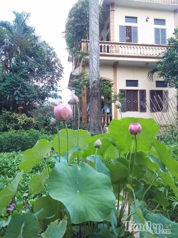 Sen nở dịu dàng, tỏa hương sắc làm đẹp một góc vườn nhà.