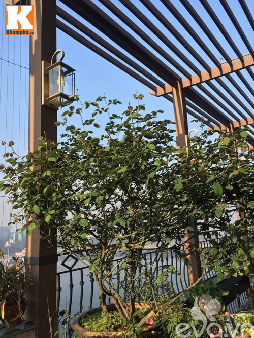 Mỗi đợt hoa nở hết, chị sẽ cắt hết loạt hoa cũ để cây sớm ra thêm lứa hoa mới.