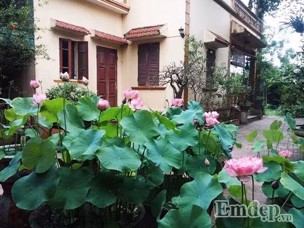 Vào những ngày đầu hè, khoảng sân, mảnh vườn nhà anh Hồng Điệp (ngụ tại Nguyễn Trãi, Thường Tín, Hà Nội) trở nên dịu bớt cái nắng bởi sắc xanh dịu dàng của lá sen, sắc hồng ngọt ngào của những bông sen đang kỳ nở rộ.