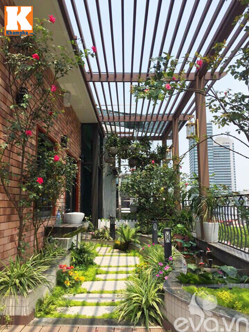 Hai cây hồng cổ Sapa có chiều cao đến hơn 3m.