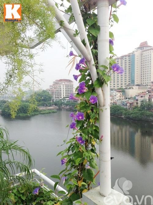 Những dây bìm bìm hoa tím ngắt rất hiếm gặp trong lòng thành phố.