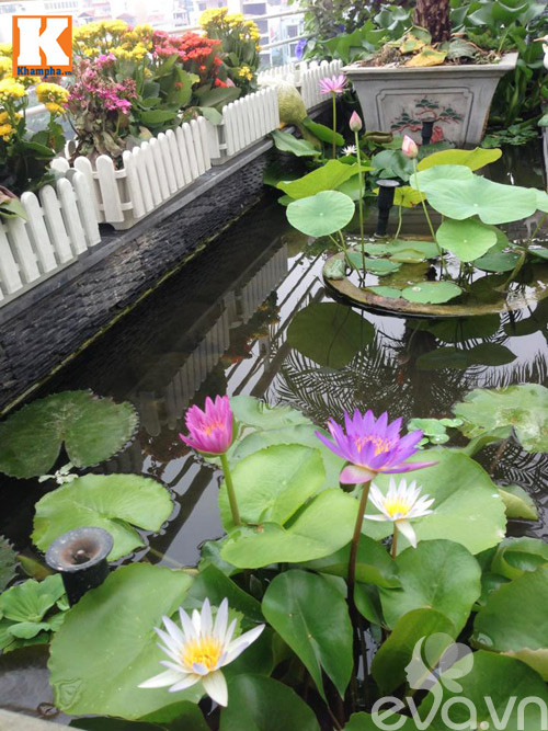 Khoảnh "ao" nhỏ với đủ sen, súng và cả những cây bèo vốn đã quen thuộc với các miền quê.