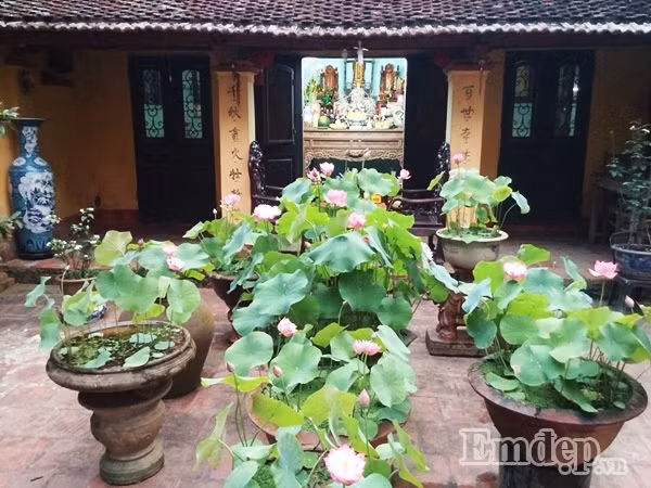 Mùa hè cũng là mùa của sen, là lúc mọi người trong gia đình có dịp được ngồi cùng nhau thưởng trà ngắm sen trong sương sớm hay tối muộn.