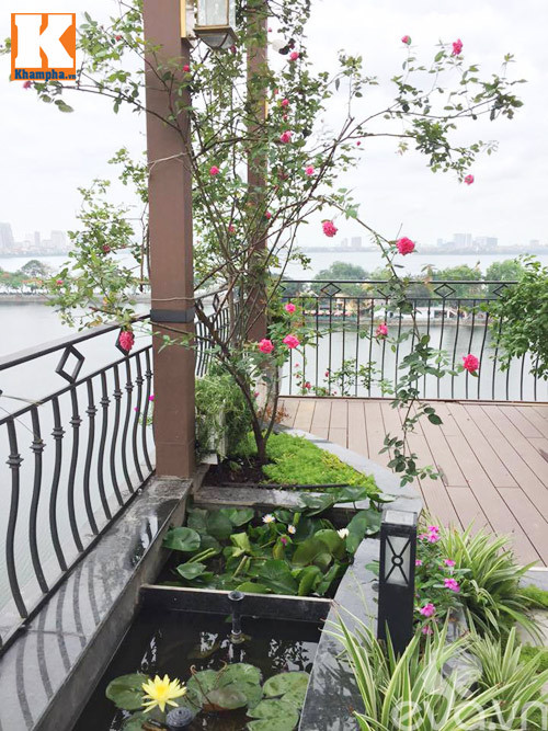 Chị thường bón bổ sung phân bò tại gốc để đảm bảo dinh dưỡng cho cây.