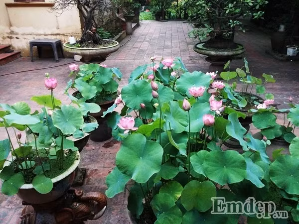 Khoảng sân của ngôi nhà lớn, anh Hồng Điệp đặt gần 10 chậu hoa.