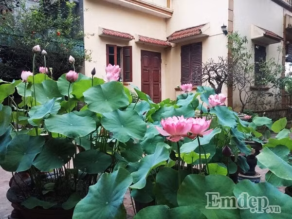 Cách đây 5 năm, anh Hồng Điệp được một người bạn tặng cho một mầm sen Cung Đình, anh bắt đầu tìm hiểu tài liệu, cách trồng của những người đã từng trồng sen và trồng trong chậu xi măng đặt ở sân. Vốn có lòng đam mê và yêu sen từ nhỏ nên anh Điệp hì hụi chăm bẵm và đúc rút kinh nghiệm. Sen đã không phụ công của anh, cho những lứa hoa thật đẹp và tỏa hương thơm ngát trong khuôn viên nhà.