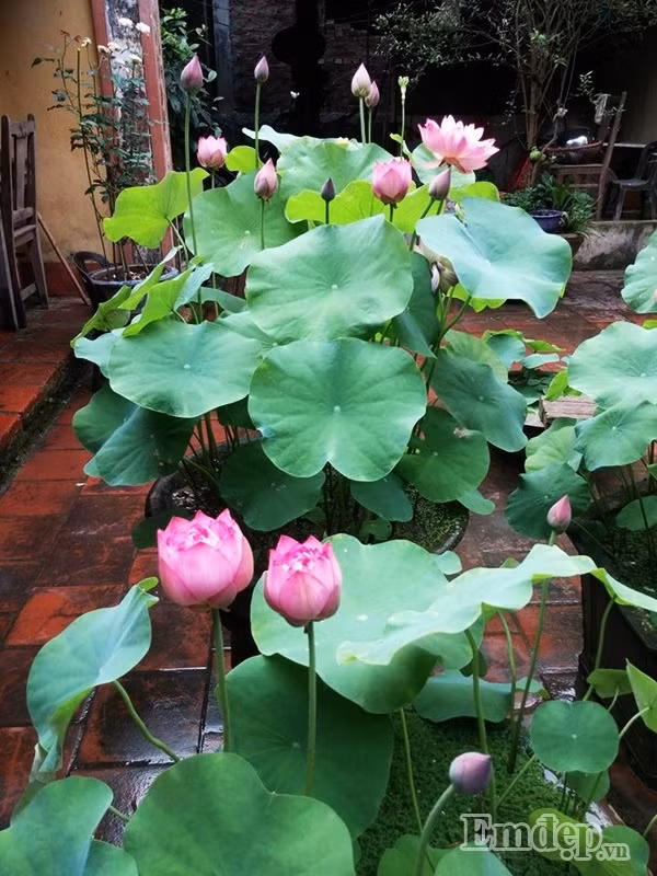 Mảnh sân nhỏ phía dưới nhà cổ cũng được anh Hồng Điệp đặt gần chục chậu sen với kích cỡ khác nhau.