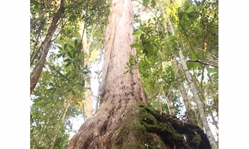 Cây Pơmu tên Rồng.