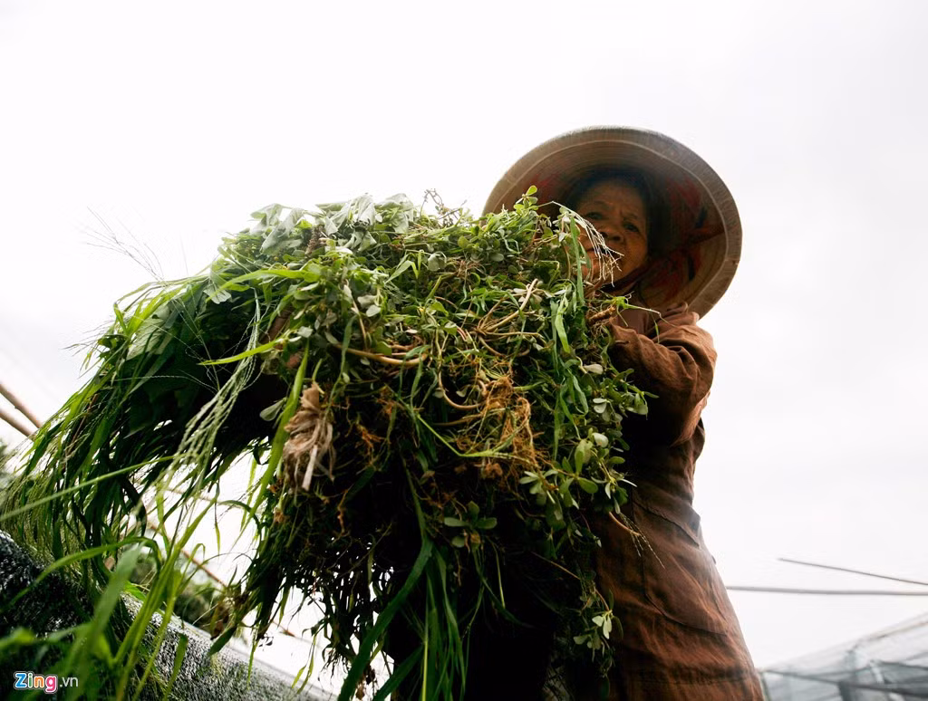 Bà Hiển ngày ngày ra cắt cỏ giúp cho con cháu đỡ phần nào chi phí thuê nhân công. Bà cho biết, gia đình mất hơn 5 sào hoa cúc. Mỗi sào lỗ từ 5-7 triệu đồng.