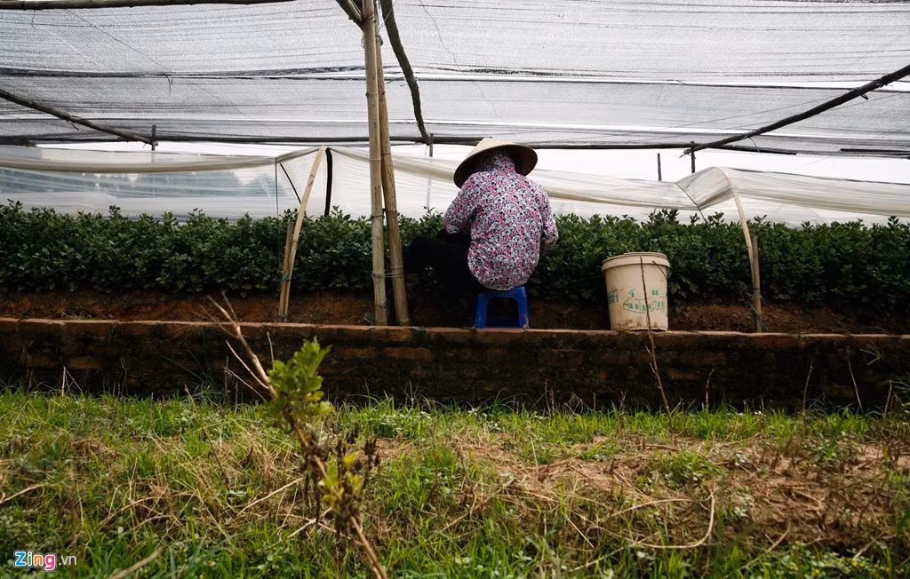 Hiện nhiều người phải thuê ruộng vị trí cao hơn để trồng hoa vì sợ nước ngập. Với những ruộng cao, giá thuê lên tới 1,5 - 2,5 triệu đồng so với 800.000 - 900.000 đồng ruộng thấp.