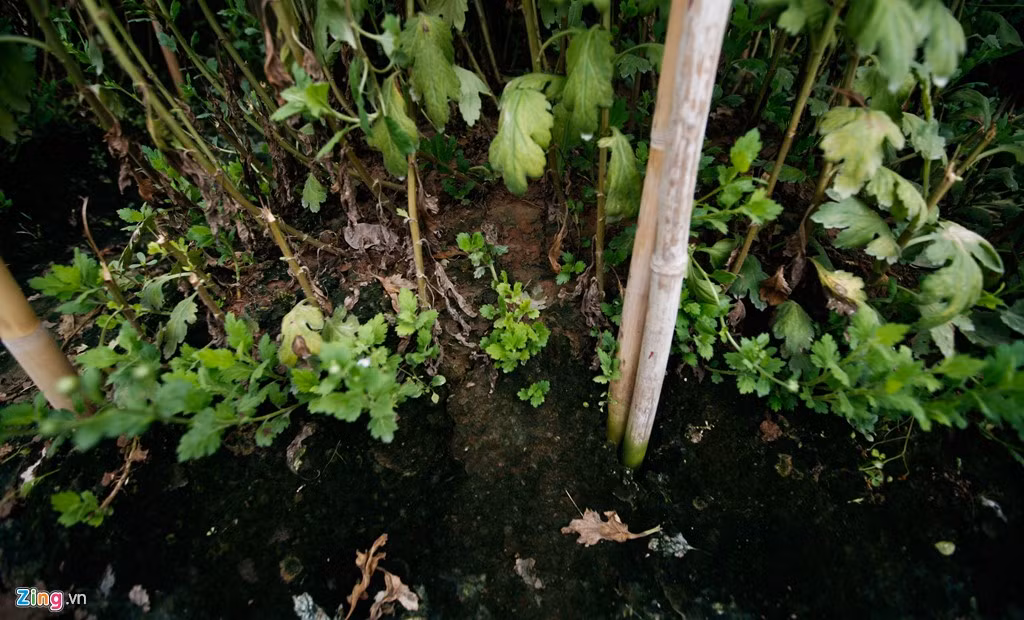 ... hoa thối rễ, chất lượng xấu, nông dân phải bán với giá rất rẻ.