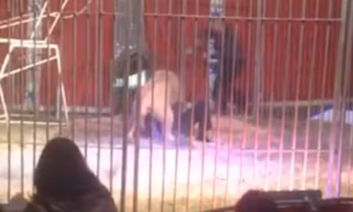 Kinh hoang su tu tan cong nguoi nuoi