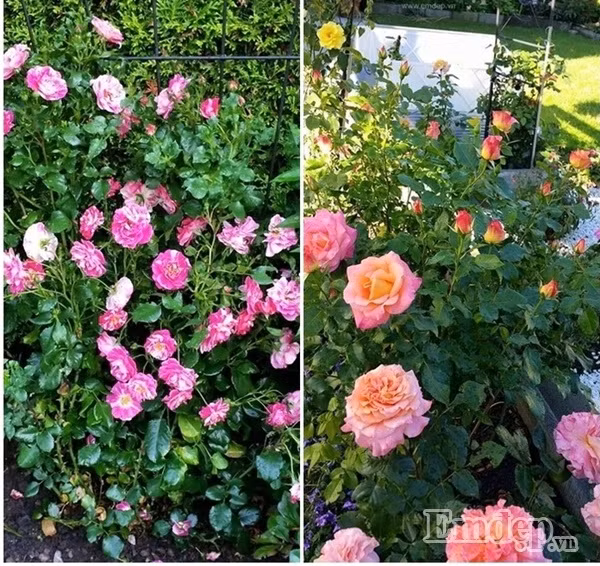 Hoa được cắt tỉa và bón phân định kỳ nên cây nào cũng cho ra khá nhiều nụ và sai hoa.