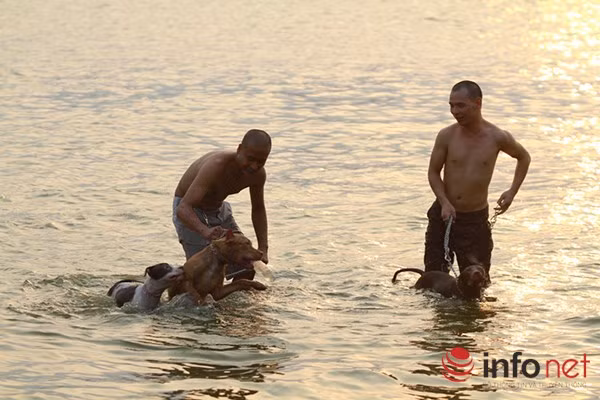 Nhiều người còn mang theo cả thú cưng đi bơi cùng.