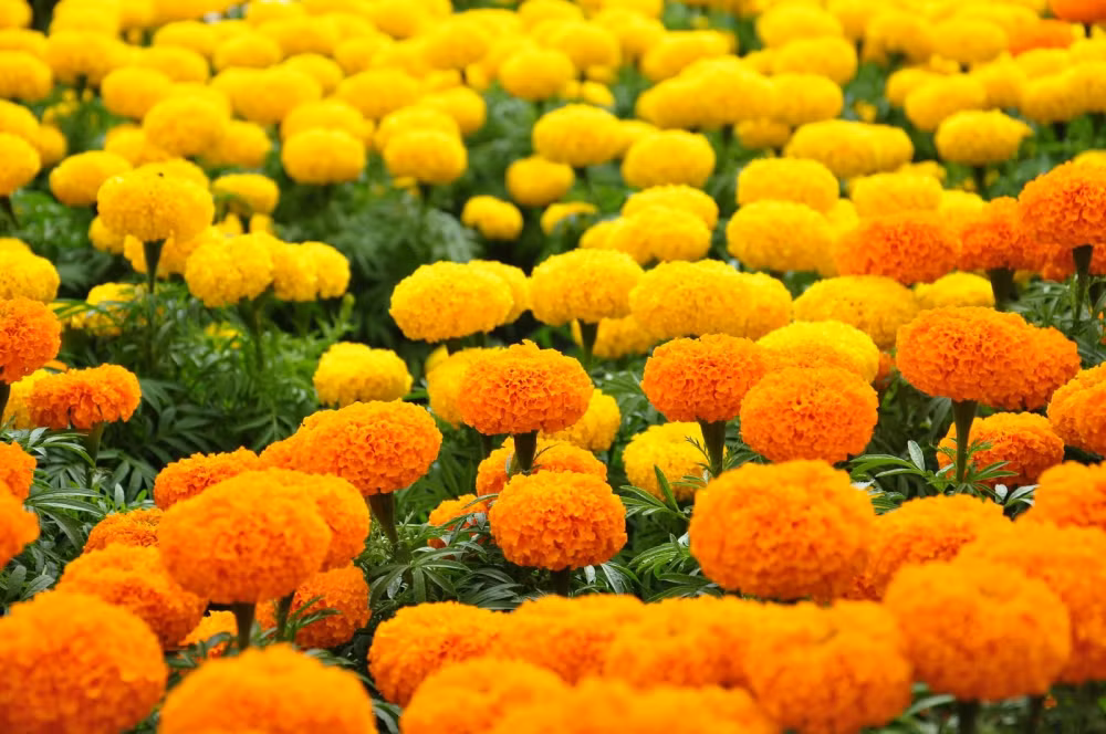 Cúc vạn thọ: Nếu hoa cúc vàng là lựa chọn hoàn hảo cho bàn thờ thì cúc vạn thọ lại không được ưa chuộng bởi mùi hương nồng, có mùi hôi. Trong khi hoa thờ cúng cần chọn loại có mùi thơm dịu nhẹ, thanh khiết để tăng thêm phần trịnh trọng, thể hiện lòng thành của gia chủ.