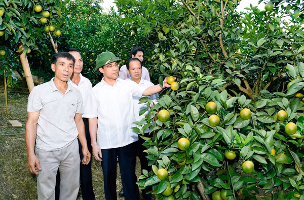 Gap ong chu vuon cam Vinh, Da Lat “ep da no hoa“