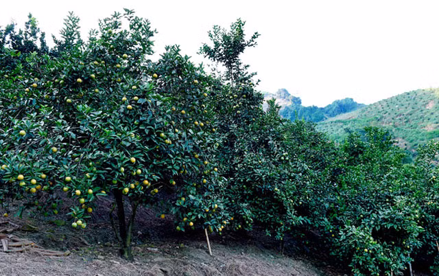 Gap ong chu vuon cam Vinh, Da Lat “ep da no hoa“-Hinh-3