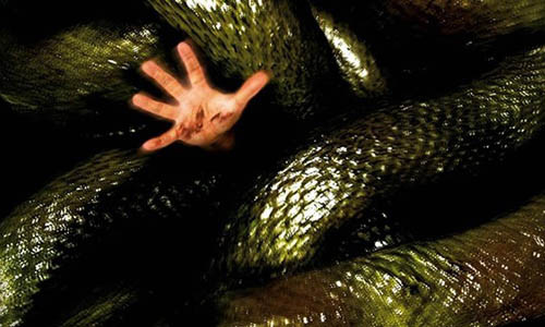 Su that ran khong lo, heo thanh tinh va trau dien bao oan o Viet Nam