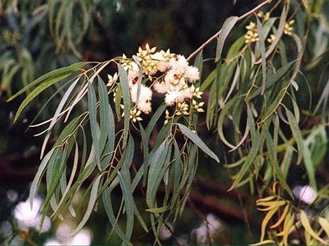 Nhung noi chua vang that quanh chung ta khong phai ai cung biet