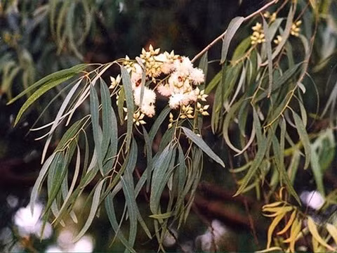 Những nơi chứa vàng thật quanh chúng ta không phải ai cũng biết Nhung noi chua vang that quanh chung ta khong phai ai cung biet