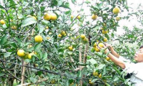 Cam “tiến Vua” 50.000 đồng/quả vẫn đắt khách giáp Tết Cam “tien Vua” 50.000 dong/qua van dat khach giap Tet