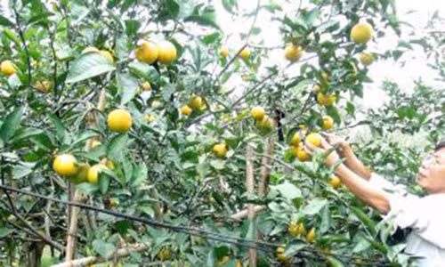 Cam “tien Vua” 50.000 dong/qua van dat khach giap Tet