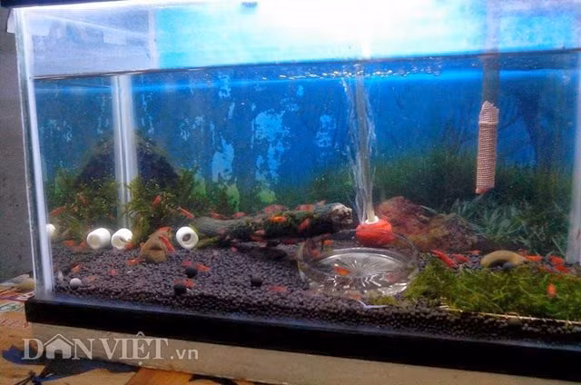 Bể tép cảnh để chơi trong nhà không chỉ tạo nên không gian đẹp mà còn phục vụ mát xa cho chủ nhà.