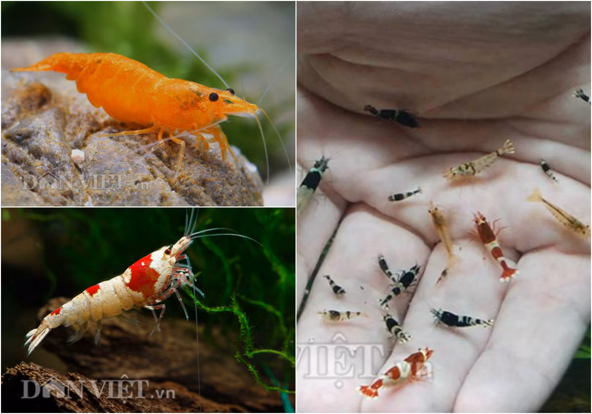 Anh Tuấn, một dân chơi tép cảnh ở quận Thanh Xuân (Hà Nội) cho biết: Nghe có vẻ xa xỉ nhưng thực tế việc đầu tư một bể tép cảnh 7 màu khá rẻ, chỉ từ 2- 5 triệu là đã có một bể tép ưng ý.