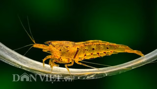 Theo anh Phương - chủ một cửa hàng bán tép cảnh ở quận Thanh Xuân (Hà Nội), chủ yếu tép cảnh 7 màu được nhập về từ Đài Loan, do giá khá rẻ lại có nhiều mẫu mã đẹp nên rất nhiều người dân ở Hà Nội mua về chơi.