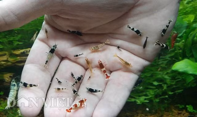 Mới du nhập vào Việt Nam được vài năm song tép cảnh được khách hàng Thủ đô khá chuộng, mua nhiều về ngắm và dùng để mát xa tay, chân.