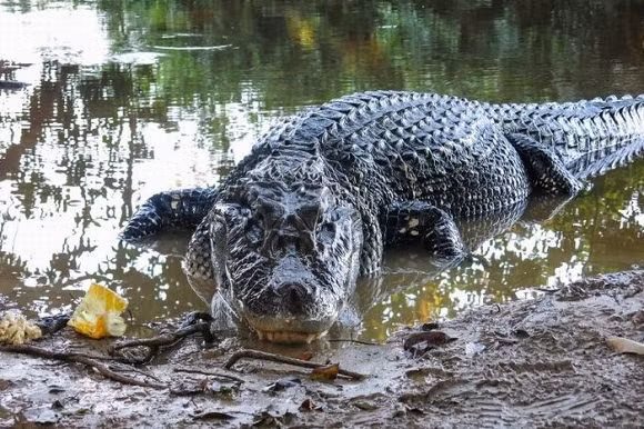 Cá sấu Caiman đen Cá sấu Caiman đen có lẽ là loài cá sấu đáng sợ nhất hành tinh. Từng có thời điểm sinh vật này gần như tuyệt chủng ở Amazon. Cá sấu Caiman đen có làn da sẫm màu giúp chúng ngụy trang rất tốt khi cờ đợi con mồi. Chúng không quá cầu kỳ trong thực đơn của mình và thường ăn cá. Tuy vậy, khi đói sinh vật này đủ sức tấn công và ăn thịt những sinh vật lớn như nai, hươu...