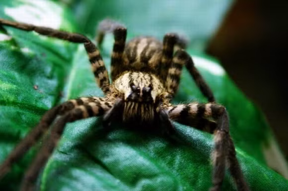 Phoneutria Phoneutria (Nhện lang thang Brasil) là một chi nhện trong họ Ctenidae. Chúng có tổng cộng 8 loài và tất cả đều rất hung hăng có nọc độc và sở hữu độc tính rất cao. Phoneutria được coi là loài nhện độc đáng sợ nhất hành tinh và xuất hiện chủ yếu ở các nước trong khu vực rừng rậm Amazon. Nọc độc của sinh vật này đủ sức gây ra một cơn đau dữ dội trong cơ thể con người và nếu không được chữa trị kịp thời, nạn nhân sẽ bị tê liệt dẫn đến tử vong.