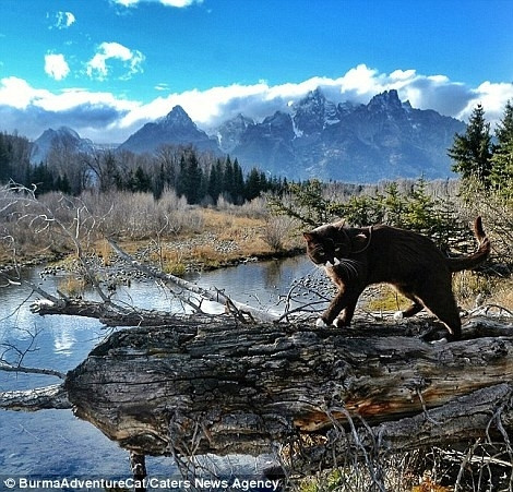 Mỗi hành trình của Burma đều thu hút hàng nghìn lượt chia sẻ. Chủ nhân của mèo tiết lộ, Burma có sở thích phiêu lưu ngay từ nhỏ. Họ cùng nhau trải qua nhiều chặng đường vất vả. Đặc biệt, mèo đen rất thích những vùng đất rộng lớn, không gian khoáng đạt, nhất là những đỉnh núi cao chót vót, đá nhọn lởm chởm cũng không khiến mèo Burma nản lòng.