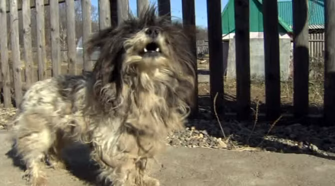 Chú chó nhỏ đã dũng cảm chống lại con gấu để cứu hai em bé. Ảnh nguồn: Russia Today.