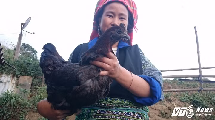 Dai gia san ga luoi den chuc trieu “giai han” dip Tet