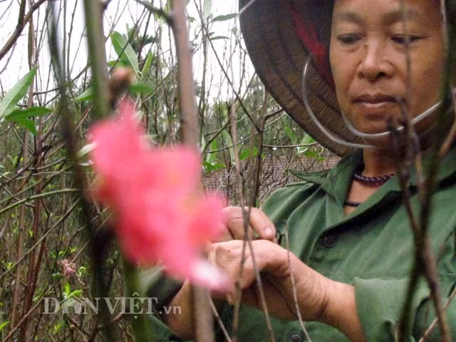 Ha Tinh lang dao 20 nam tuoi heo hat ngay can Tet-Hinh-3