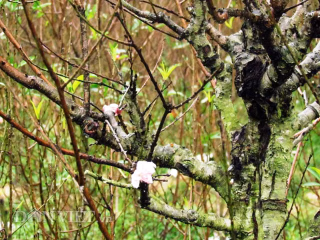 Ha Tinh lang dao 20 nam tuoi heo hat ngay can Tet