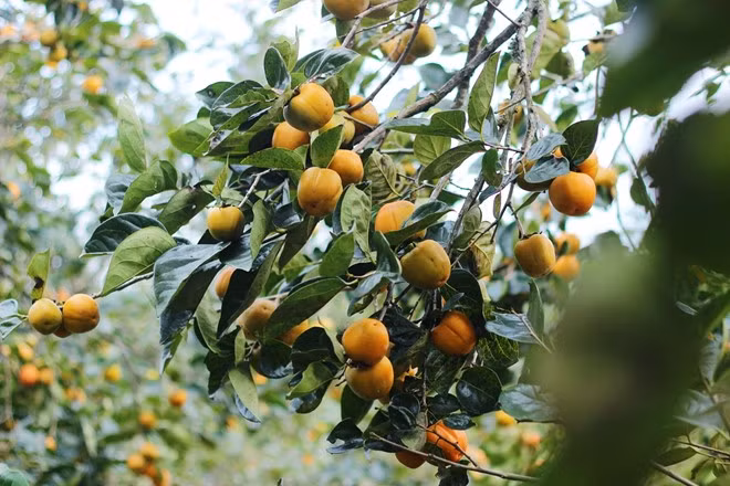 “Năm nay, vườn nhà tôi thu chưa tới 10% so với năm trước nên không đủ nguyên liệu sấy khô theo đơn đặt hàng của khách”, ông Hưng nói.