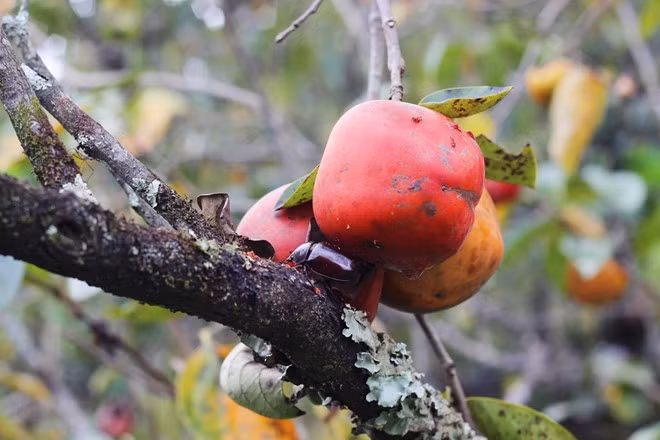 Ngoài ra, sâu bệnh phá hoại cũng khiến chất lượng quả giảm sút như kích thước nhỏ, vỏ sần sùi, bầm dập…