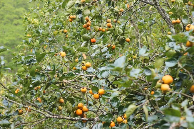 Theo một số nhà vườn tại vùng chuyên canh hồng lớn nhất Lâm Đồng là thị trấn D'ran (huyện Đơn Dương) và xã Xuân Trường (TP. Đà Lạt), mùa thu hoạch của những năm trước kéo dài từ tháng 10 đến cuối năm. Tuy nhiên, dự kiến năm nay thời gian sẽ rút ngắn nhiều do sản lượng giảm mạnh.