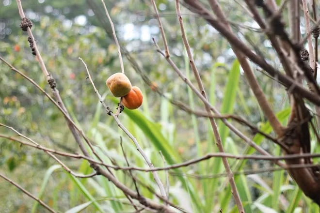 Một số diện tích hồng bị trụi lá hoàn toàn, mỗi cây chỉ còn trơ lại vài quả.