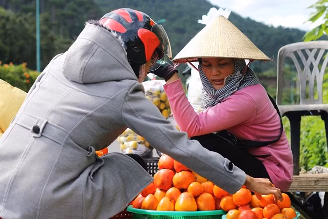 Để gỡ gạc vốn liếng đầu tư, nhiều nông dân mang hồng chín bày bán sát lề đường cho khách tham quan với giá cao gấp 2-3 lần.
