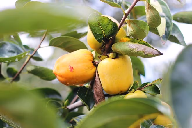 Nhiều nhà vườn cho biết, nguyên nhân khiến hồng mất mùa thê thảm là do thời tiết diễn biến thất thường, sau thời điểm bị ảnh hưởng nặng nề bởi nắng nóng kèo dài thì lại đến mưa đá kèm sương muối nên tỉ lệ đậu trái thấp.