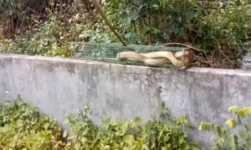 Bay duoc ran rao khung tai nghia dia o Bac Ninh