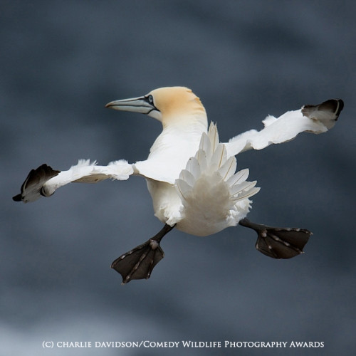 Một chú chim đang dang cánh bay lên bầu trời.