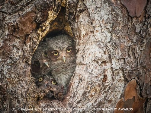 Gia đình nhà cú trong hốc cây.
