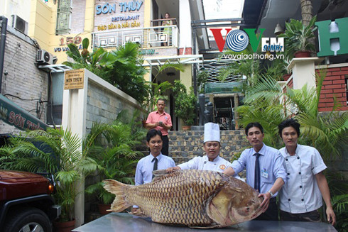 Hình ảnh về con cá hô "khủng".