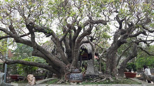 Chiem nguong cay tram than rong 